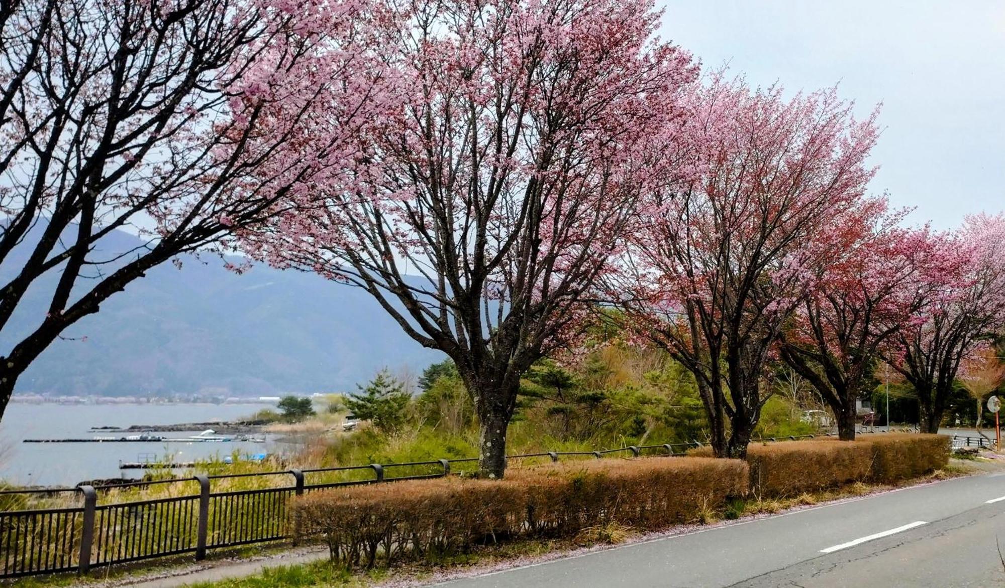Nishimiyasou Hotell Fujikawaguchiko Exteriör bild